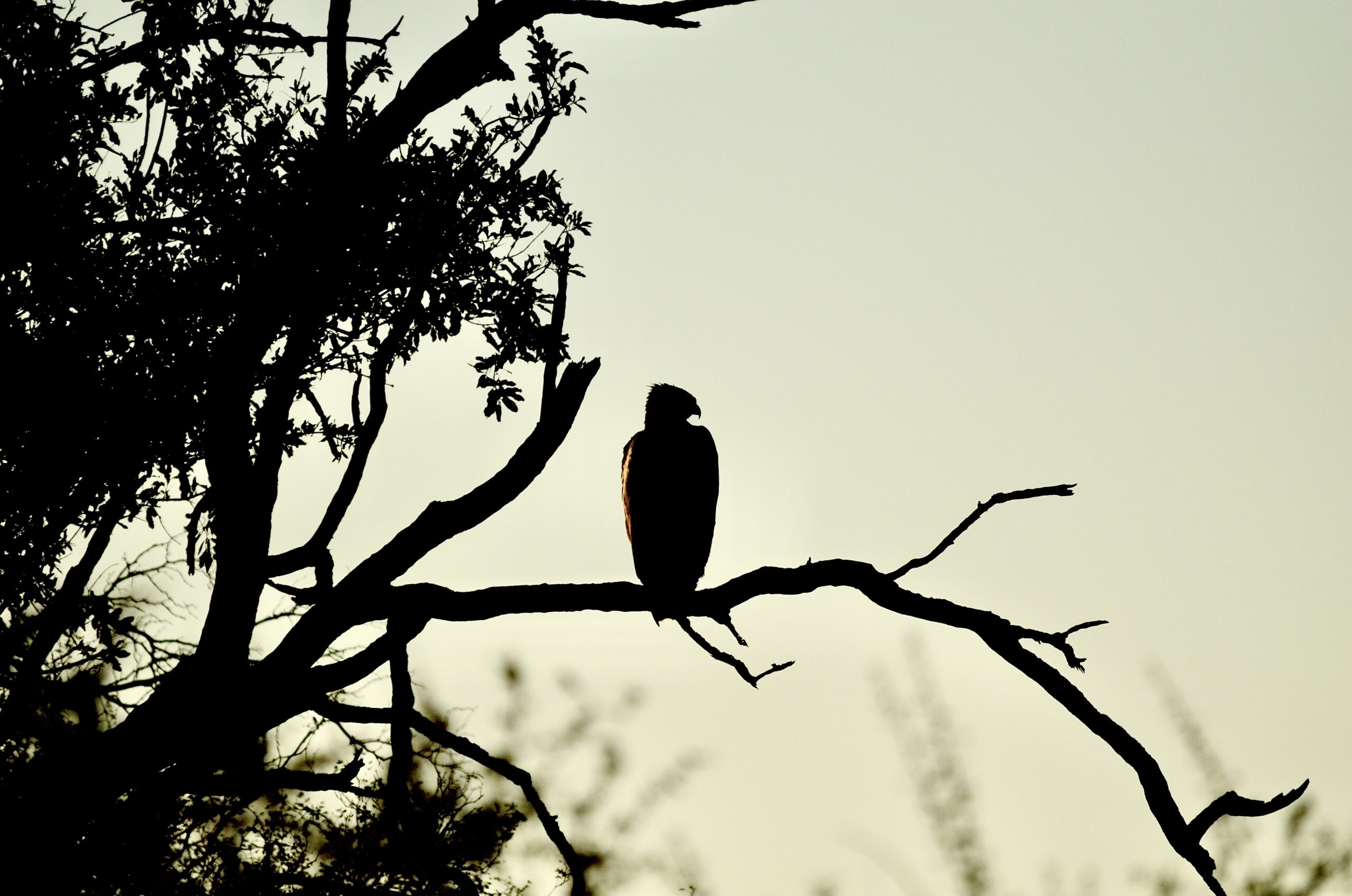 Eagle silhouetted on a branch at dusk