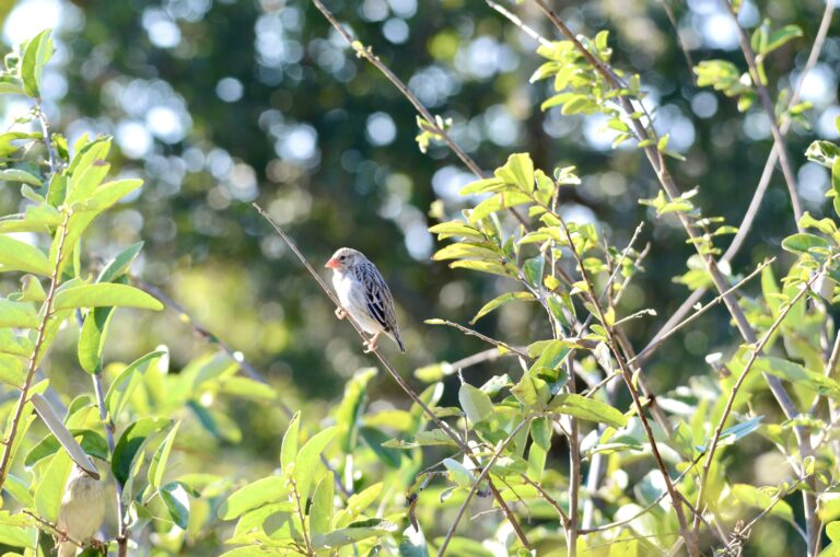 10 Garden Birds You’ll See in Johannesburg and Pretoria