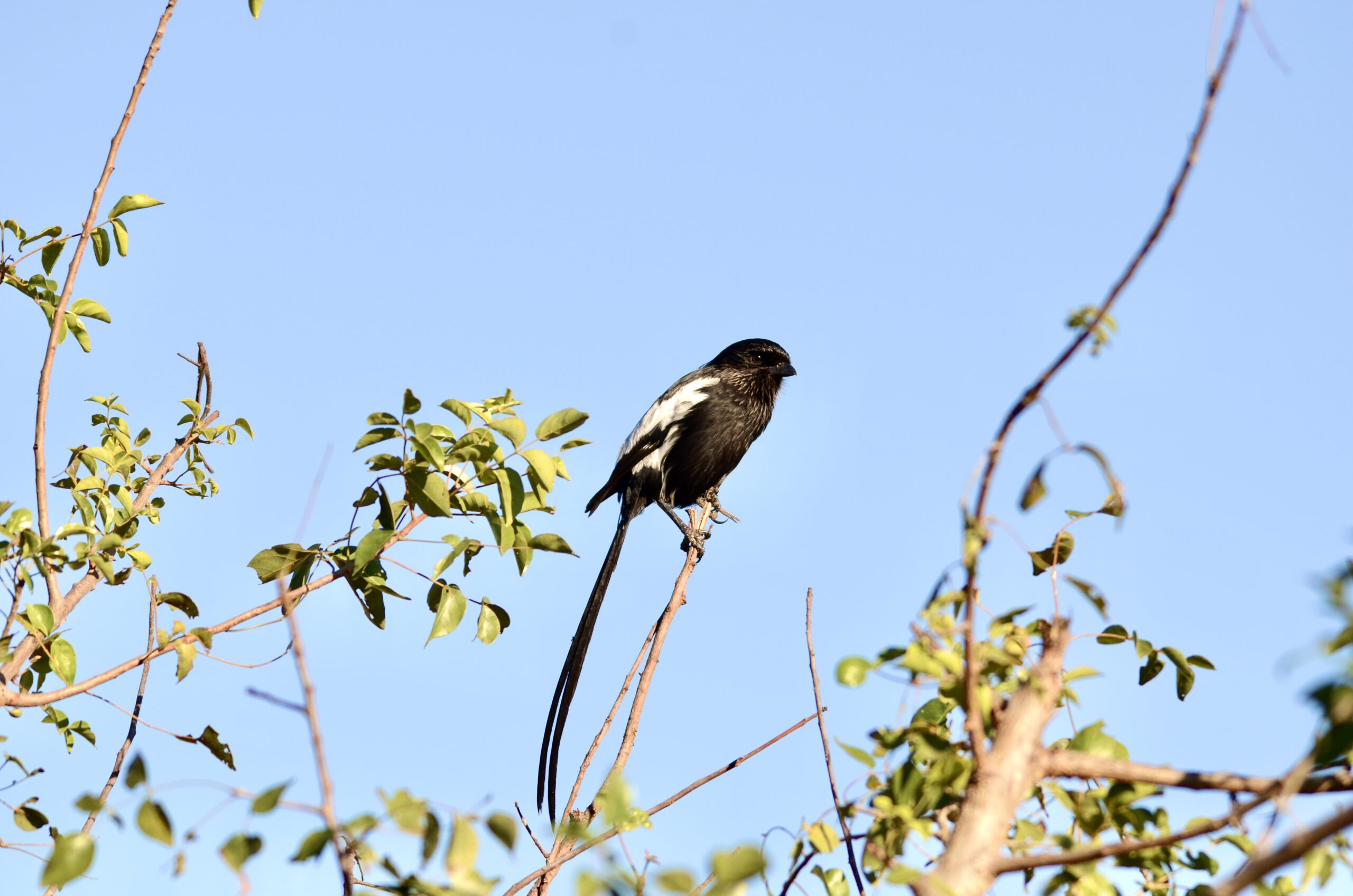 Magpie Shrike perched on a branch