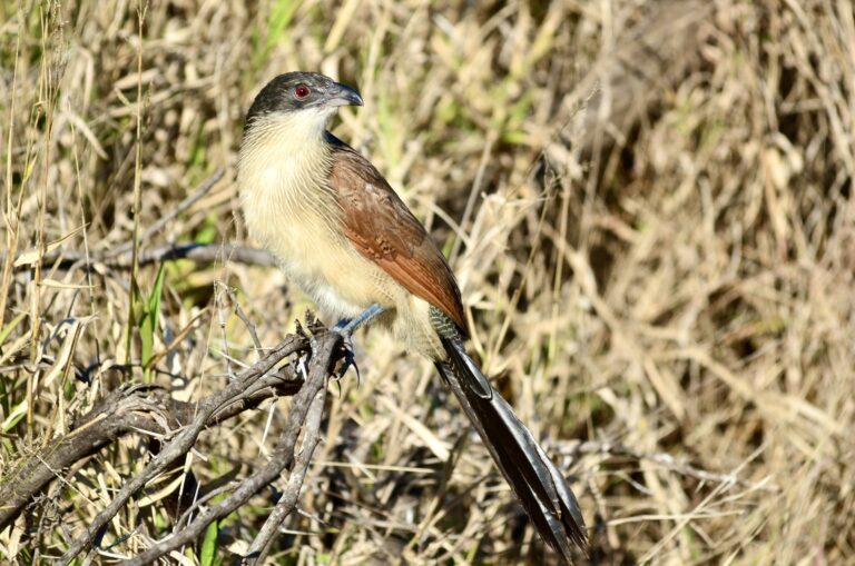 Coucal perched in dry grass