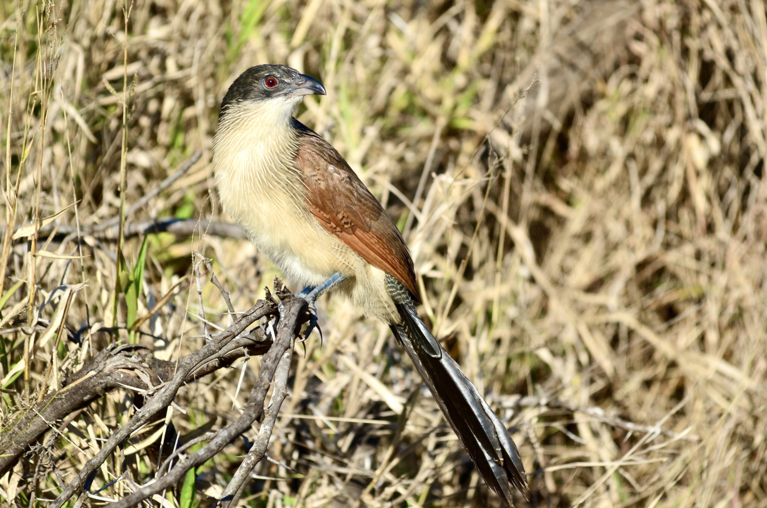 Coucal perched in dry grass