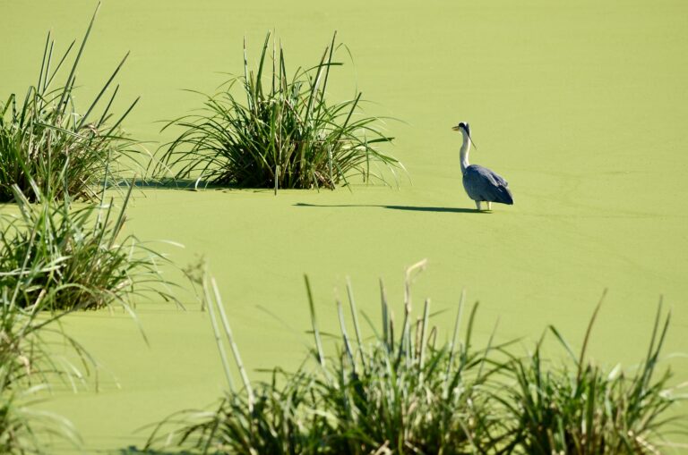 Heron standing on a wetland covered in green duckweed