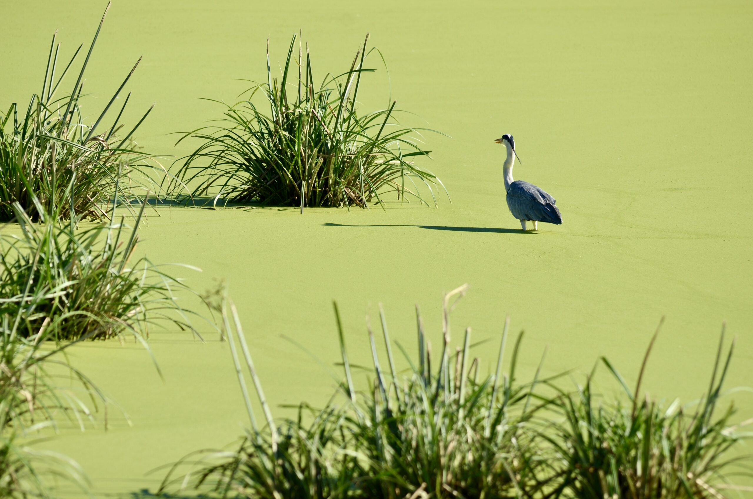 Heron standing on a wetland covered in green duckweed
